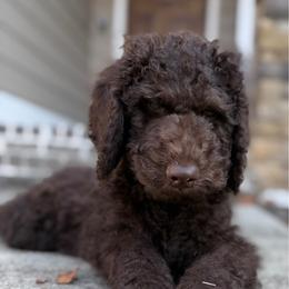 Gray Collar - Chocolate male Goldendoodle puppy in Ringgold, Georgia from Sweet B’s Goldendoodles