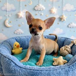 Finley - Fawn male Chihuahua puppy in Cape Coral, Florida from Inspired Chihuahuas