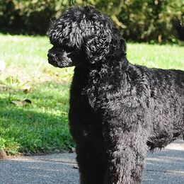 Portuguese Water Dogs from Cold Harbor Kennel
