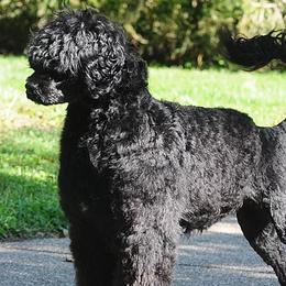 Portuguese Water Dogs from Cold Harbor Kennel