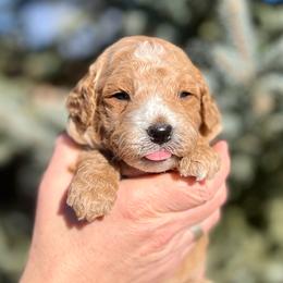 Manny - Apricot male Goldendoodle puppy in Sugar City, Idaho from Idaho Sugar Doodle Pups