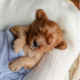 Cavalier King Charles Spaniel Puppies from Sweet Southern Cavaliers