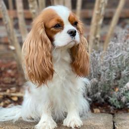 Joy - Cavalier King Charles Spaniel