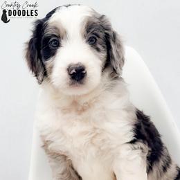 Curt - male Australian Mountain Doodle puppy in Tipton, Indiana from Country Creek Doodles