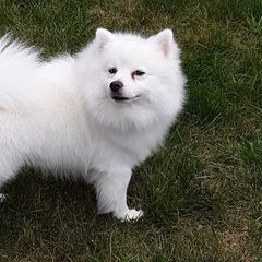 American Eskimo Dogs from Turks Eskis