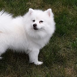 American Eskimo Dogs from Turks Eskis