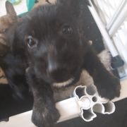 Berger Picard Puppies from Touche Rose