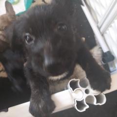 Berger Picard Puppies from Touche Rose