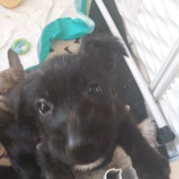 Berger Picard Puppies from Touche Rose