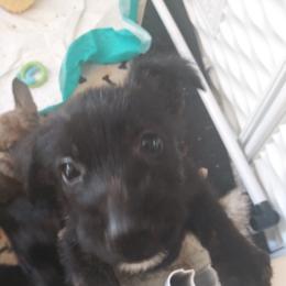 Berger Picard Puppies from Touche Rose