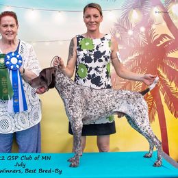 Toby - German Shorthaired Pointer