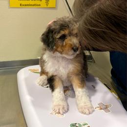 Oreo - Blue merle male Aussiedoodle puppy in Heber City, Utah from Junipersdoodles