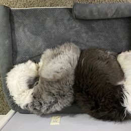 Old English Sheepdog Puppies from Heavinly Blessings Farm Pups - Old English Sheepdog Puppies