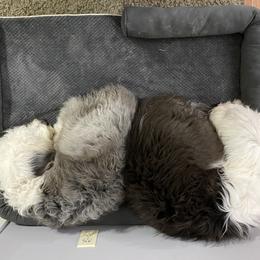 Old English Sheepdog Puppies from Heavinly Blessings Farm Pups - Old English Sheepdog Puppies