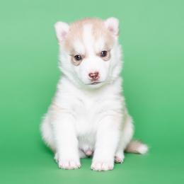 Calvera - Red and white male Siberian Husky puppy in Meadow Vista, California from Thistle Hill Siberians