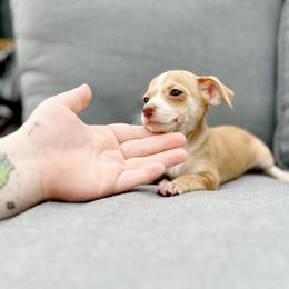 Lilly - Gold and white female Chihuahua puppy in Alvord, Texas from Gift of Gods Favor