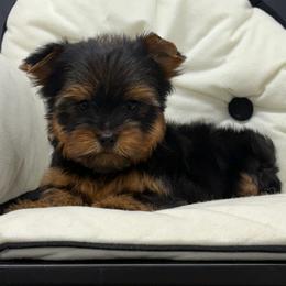 Mia - Black and tan female Yorkshire Terrier puppy in Monticello, Iowa from Ashley’s Puppies