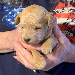 Butch - Cream male Goldendoodle puppy in Haddam, Kansas from Golden B Acres