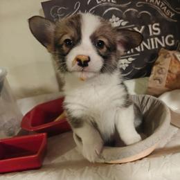 Pumba - Sable male Pembroke Welsh Corgi puppy in Saint John, Washington from Fuzzbutt Farm's Corgis