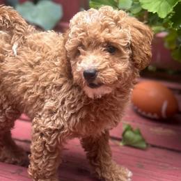 Strawberry - Apricot female Goldendoodle puppy in Gaithersburg, Maryland from Barkins and Company