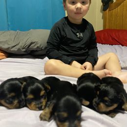 Yorkshire Terrier Puppies from Celestial Family Terriers (Yooper Yorkies)
