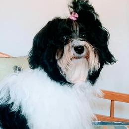 Claire - Havanese