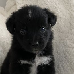 Australian Shepherd Puppies from Australian Shepherds of Rising Moon Acres