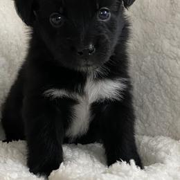 Australian Shepherd Puppies from Australian Shepherds of Rising Moon Acres