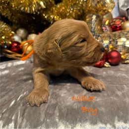 Niblet - Red  male Goldendoodle puppy in Rockville, Minnesota from Bracha Poodles & Doodles