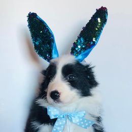 Border Collies from Monet's Border Collies