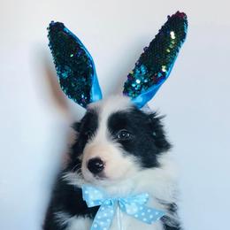 Border Collies from Monet's Border Collies