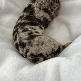 Boy 2 - Chocolate merle male Bernedoodle puppy in Arizona from Coats of Many Colors LLC
