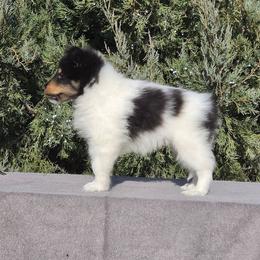 Dublin - White black and tan male Shetland Sheepdog puppy in Wiggins, Colorado from Enlia Shelties