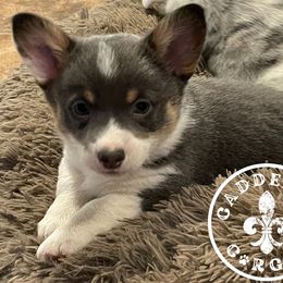 American Corgi and Pembroke Welsh Corgi Puppies from Caddeaux Corgis