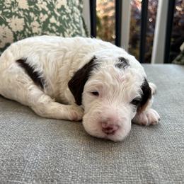 Spot - Tri-color male Bernedoodle puppy in North Carolina from Lynes of Doodles
