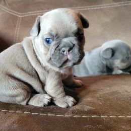Girl 1 - Blue fawn French Bulldog puppy in Oroville, Washington from Wildfire K9's