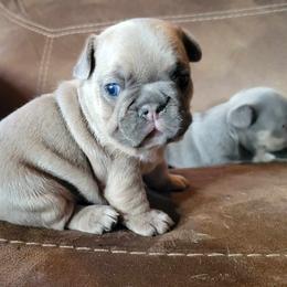 Girl 1 - Blue fawn French Bulldog puppy in Oroville, Washington from Wildfire K9's