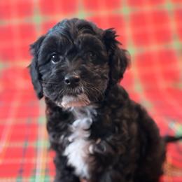 Cockapoo and Goldendoodle Puppies from Jax Doodles
