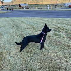 Mattie - Australian Kelpie