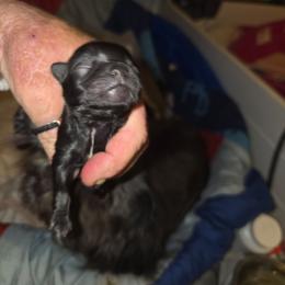 Blacky - Black male Shih Tzu puppy in Cook County, Illinois from My Tzu Crew