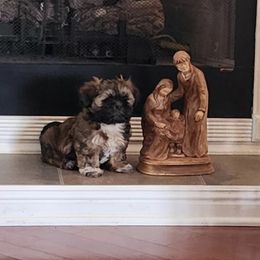 Shih Tzu All Grown Up from Wilson Kennel