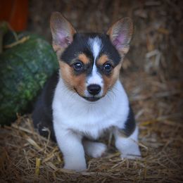 Pembroke Welsh Corgi Puppies from Dream Corgis