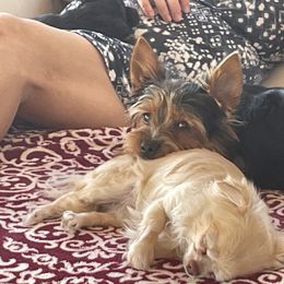 Yorkshire Terrier Puppies from Mike's Yorkies