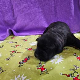 Little man - Black brindle male Cane Corso puppy in Winchester, Virginia from Paladin's Cane Corsos