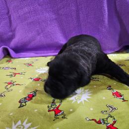 Little man - Black brindle male Cane Corso puppy in Winchester, Virginia from Paladin's Cane Corsos
