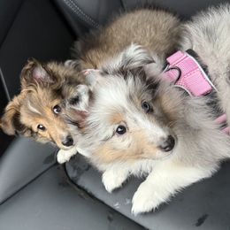 Girl 2 - White blue merle and tan female Shetland Sheepdog puppy in Jefferson City, Missouri from Bax’s Babies
