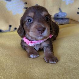 Libby - Chocolate and tan female Dachshund puppy in Klamath Falls, Oregon from Luvindoxys4u