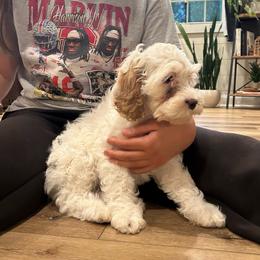 Ozzy - Cream female Cockapoo puppy in Strasburg, Pennsylvania from Dana's Domain Cockapoos