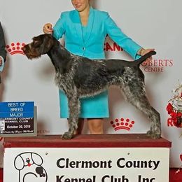 Rhen - German Wirehaired Pointer
