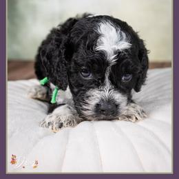 Jamie - Black and white male Cockapoo puppy in Connersville, Indiana from Deaz Doodle Ranch